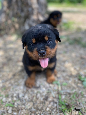 Des Légendes De Provence - Rottweiler - Portée née le 05/05/2023