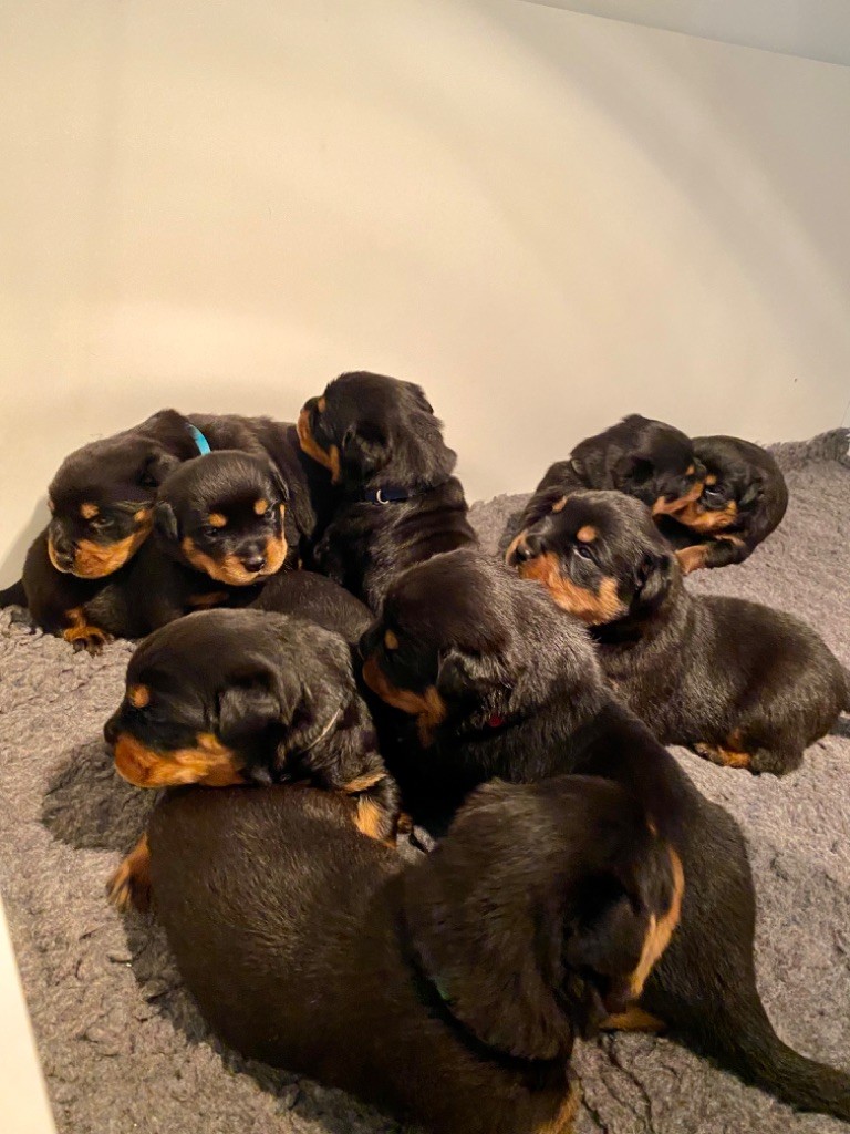 chiot Rottweiler Des Légendes De Provence