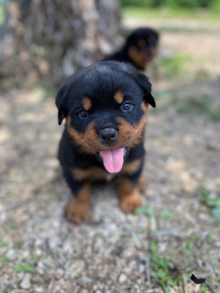 Des Légendes De Provence - Rottweiler - Portée née le 05/05/2023